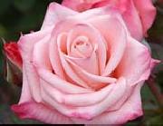 Realistic Pink Rose unknow artist
